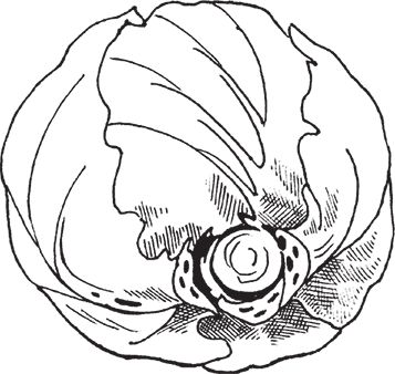 Сергей Кашин - Защита от болезней и вредителей сада и огорода. Эффективная...