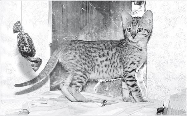 С. Каплун - Физика