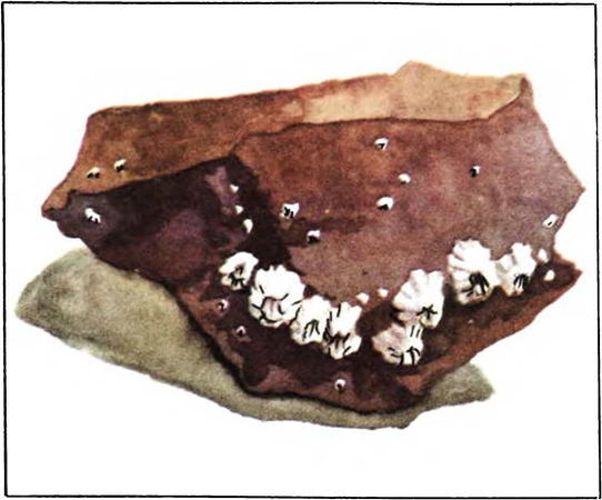 Донат Наумов - Мир океана. Море живет