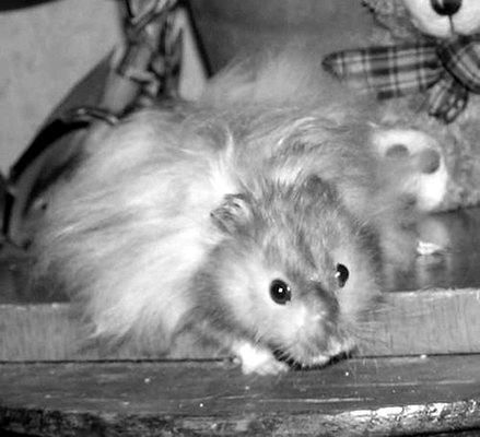 Дарья Нестерова - Хомячки