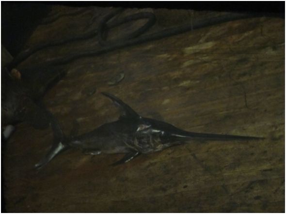 Владимир Коркош - Этот загадочный подводный мир