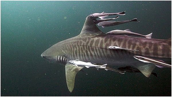 Владимир Коркош - Этот загадочный подводный мир