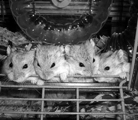 Дарья Нестерова - Хомячки