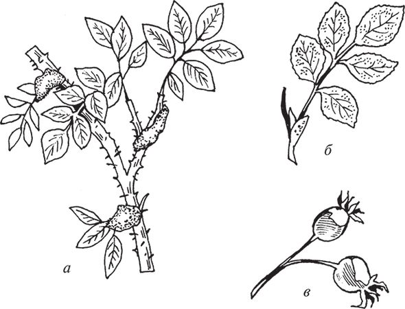 Сергей Кашин - Защита от болезней и вредителей сада и огорода. Эффективная...