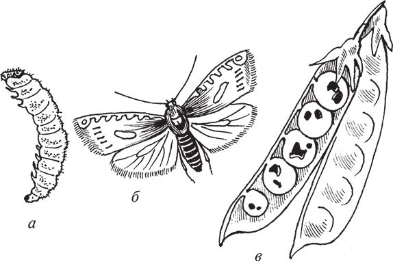 Сергей Кашин - Защита от болезней и вредителей сада и огорода. Эффективная...