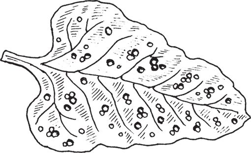 Сергей Кашин - Защита от болезней и вредителей сада и огорода. Эффективная...