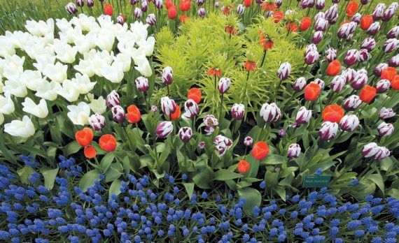 Лариса Петровская - Луковичные цветы: выбираем, выращиваем, наслаждаемся