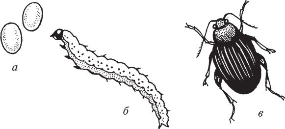 Сергей Кашин - Защита от болезней и вредителей сада и огорода. Эффективная...