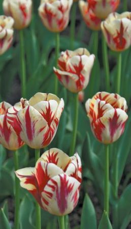 Лариса Петровская - Луковичные цветы: выбираем, выращиваем, наслаждаемся