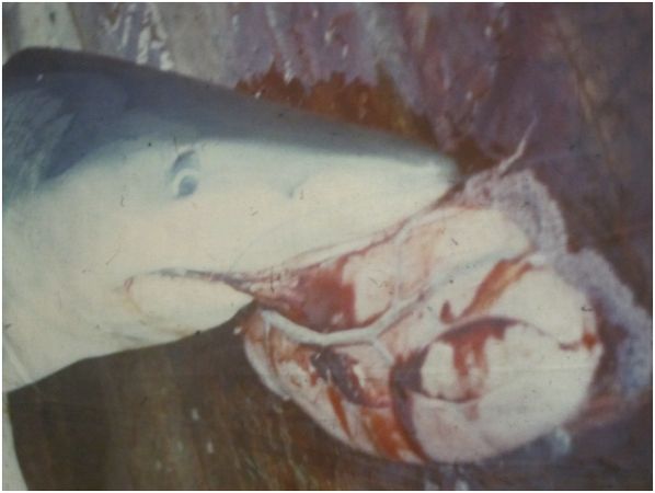 Владимир Коркош - Этот загадочный подводный мир