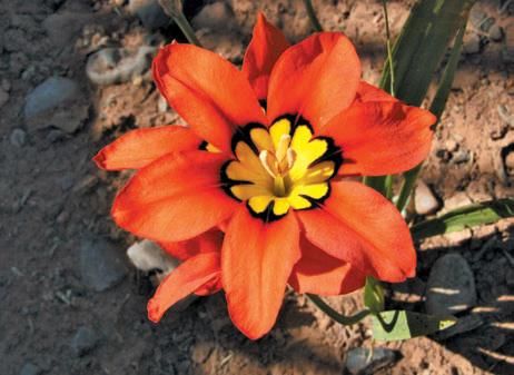 Лариса Петровская - Луковичные цветы: выбираем, выращиваем, наслаждаемся