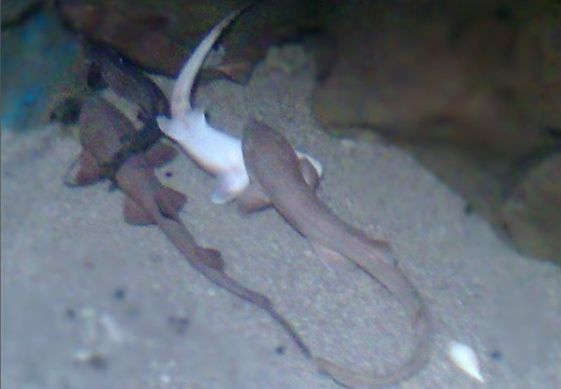 Владимир Коркош - Этот загадочный подводный мир