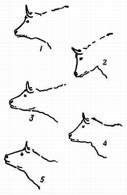 Рени Шовен - От пчелы до гориллы