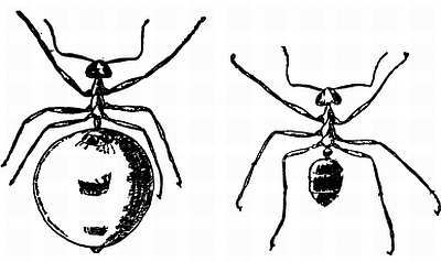 Рени Шовен - От пчелы до гориллы