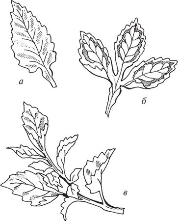 Сергей Кашин - Защита от болезней и вредителей сада и огорода. Эффективная...