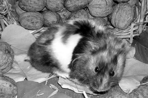 Дарья Нестерова - Хомячки