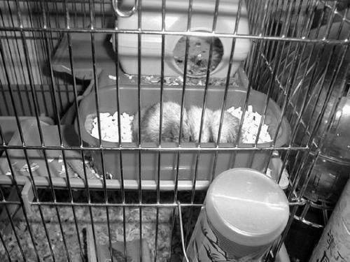 Дарья Нестерова - Хомячки