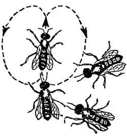 Рени Шовен - От пчелы до гориллы