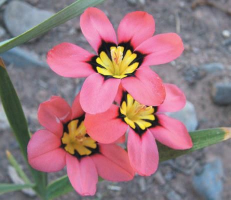 Лариса Петровская - Луковичные цветы: выбираем, выращиваем, наслаждаемся