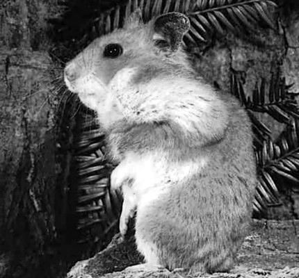 Дарья Нестерова - Хомячки