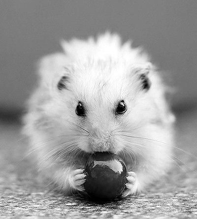 Дарья Нестерова - Хомячки