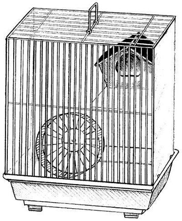 Дарья Нестерова - Хомячки