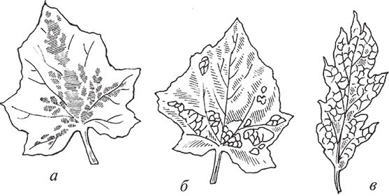 Сергей Кашин - Защита от болезней и вредителей сада и огорода. Эффективная...