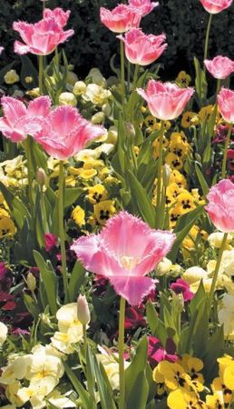 Лариса Петровская - Луковичные цветы: выбираем, выращиваем, наслаждаемся