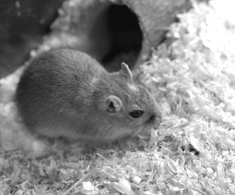 Дарья Нестерова - Хомячки