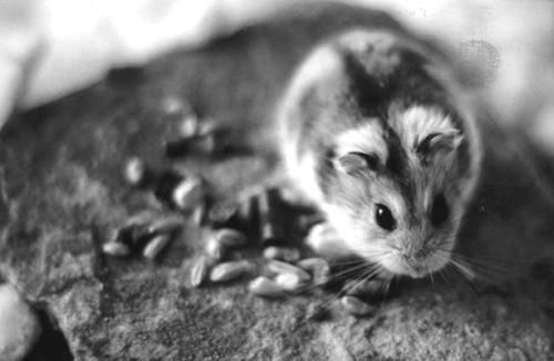 Дарья Нестерова - Хомячки