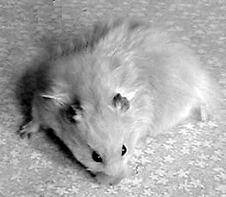 Дарья Нестерова - Хомячки