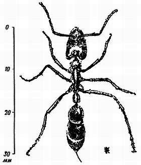 Рени Шовен - От пчелы до гориллы