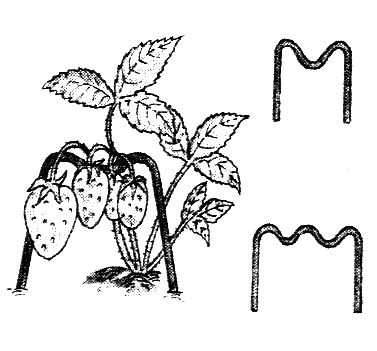 Владимир Щекин - Земляника на вашем участке