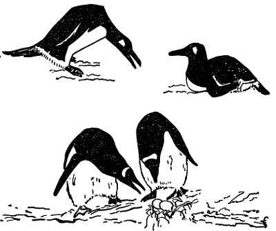 Рени Шовен - От пчелы до гориллы