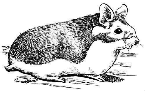 Дарья Нестерова - Хомячки