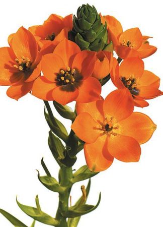 Лариса Петровская - Луковичные цветы: выбираем, выращиваем, наслаждаемся