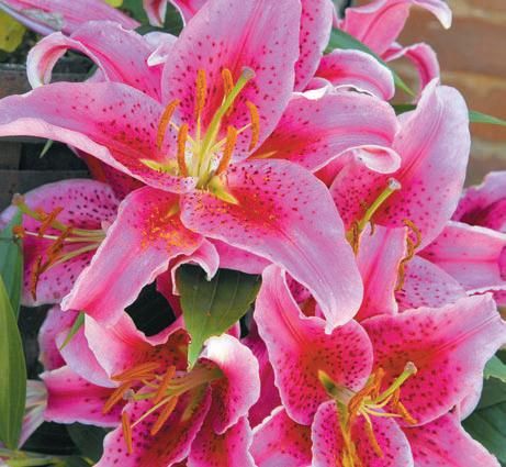 Лариса Петровская - Луковичные цветы: выбираем, выращиваем, наслаждаемся