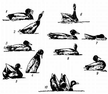 Рени Шовен - От пчелы до гориллы