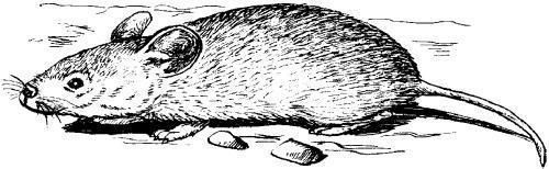 Дарья Нестерова - Хомячки