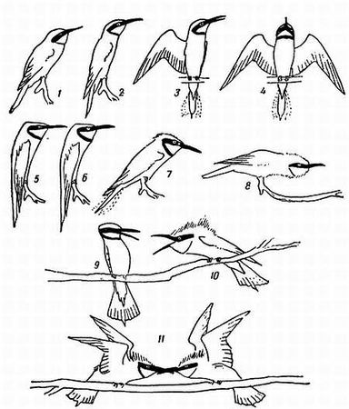 Рени Шовен - От пчелы до гориллы