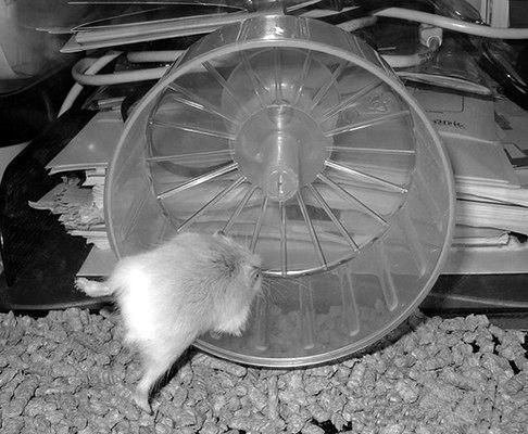 Дарья Нестерова - Хомячки