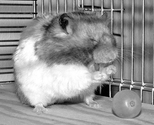 Дарья Нестерова - Хомячки