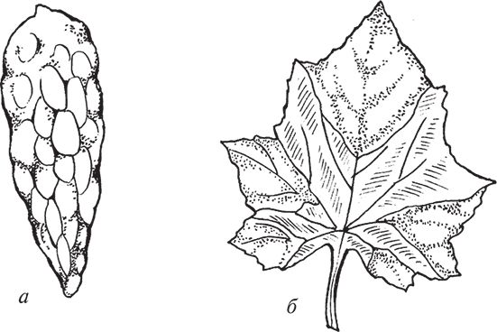 Сергей Кашин - Защита от болезней и вредителей сада и огорода. Эффективная...