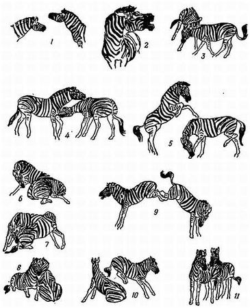 Рени Шовен - От пчелы до гориллы