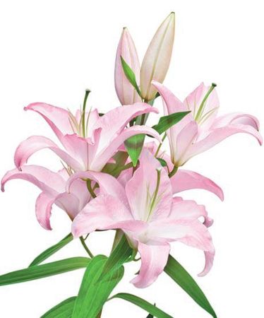 Лариса Петровская - Луковичные цветы: выбираем, выращиваем, наслаждаемся