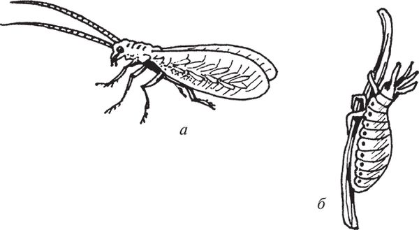 Сергей Кашин - Защита от болезней и вредителей сада и огорода. Эффективная...