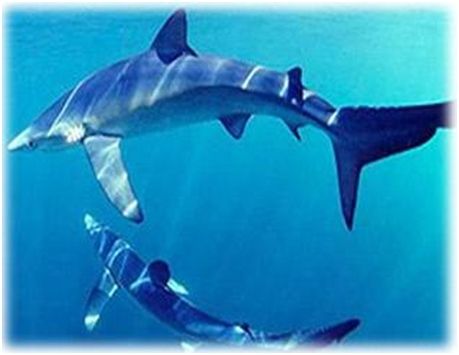 Владимир Коркош - Этот загадочный подводный мир