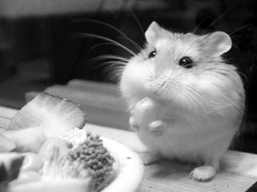 Дарья Нестерова - Хомячки