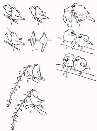 Рени Шовен - От пчелы до гориллы