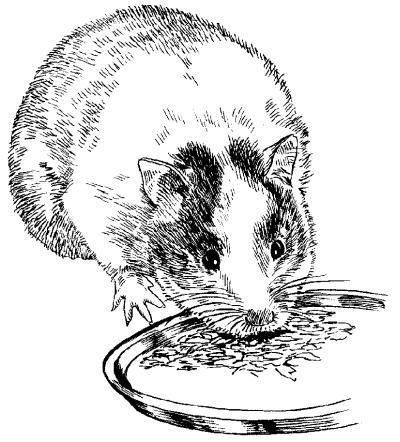 Дарья Нестерова - Хомячки